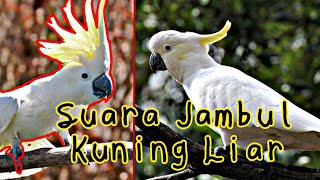 Download lagu Suara liar Kakatua Jambul Kuning | Yellow Crested Cockatoo | Cacatua Sulphurea mp3