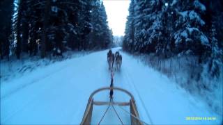 preview picture of video '26.12.2014 Yllätys metsästä'