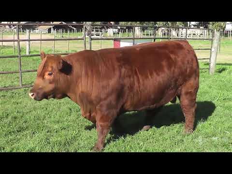 Sócrates - Angus Colorado