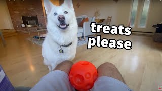 Unfortunately, My Dog Demands The Treat Ball
