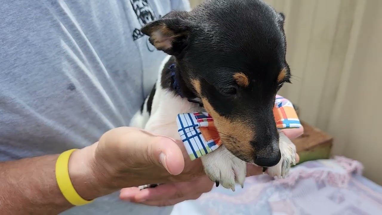 Enlarge Winston, an adopted Rat Terrier in Bandera, TX video 4/4