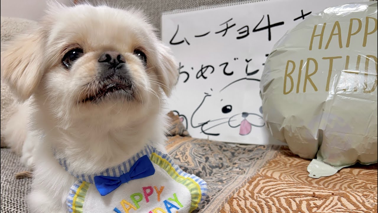 ㊗️4歳 ムーチョ大お誕生日会
