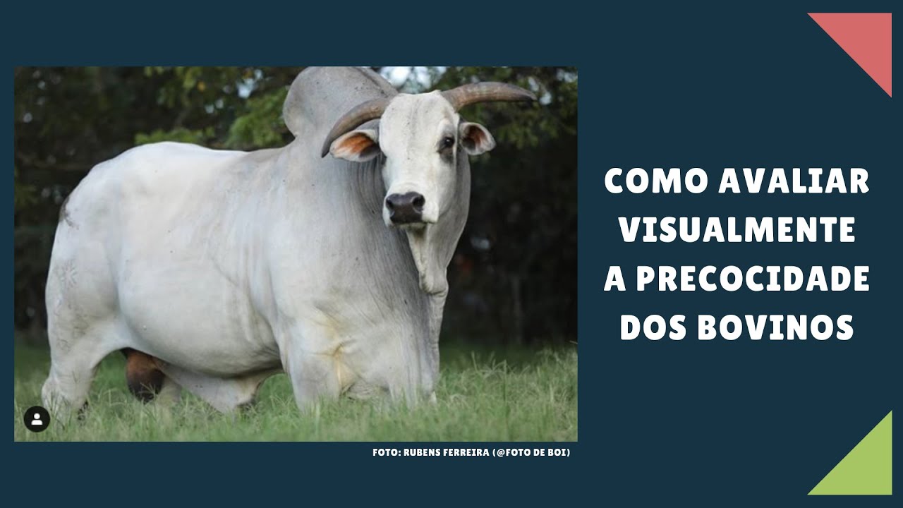 Como avaliar visualmente a precocidade dos bovinos