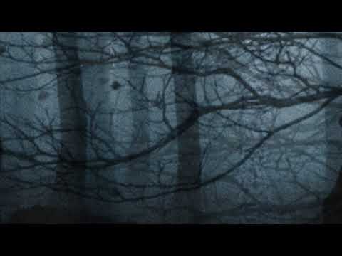 Video thumbnail for Into The Trees (Serenetti Part 3)