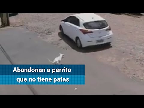 Captan a mujer que abandonó a perro con discapacidad en Brasil