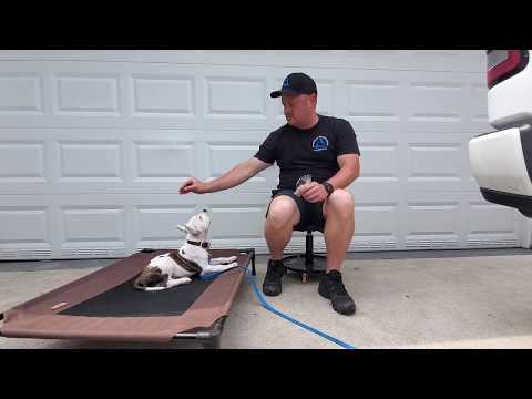 Amstaff-Welpe, 1. Trainingstag, erst 8 Wochen alt!