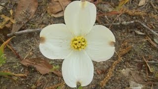 The Legend Of The Dogwood Tree