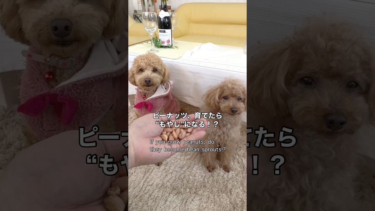 #検証 ピーナッツを育てたら、もやしになる？ If you grow peanuts, will they turn into bean sprouts? #ピーナッツ  #peanuts