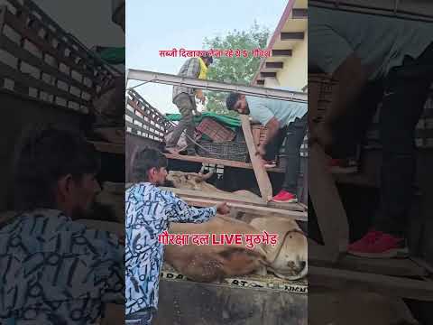 Gaurakshaks save 5 cows
