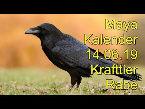 Maya Kalender: 14.06.2019 Krafttier Rabe