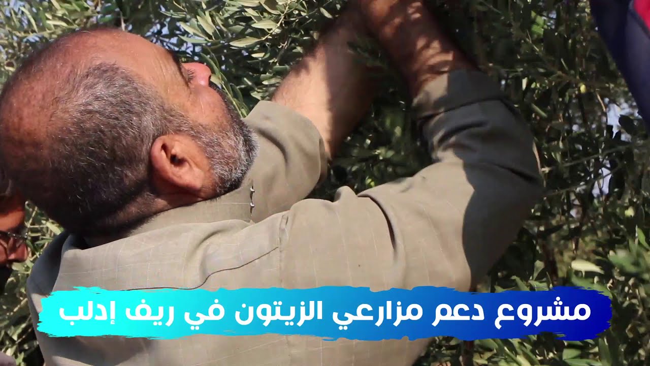 مشروع دعم مزارعي الزيتون الذي تنفذه منظمة طريق الحرير في ريف إدلب - منظمة طريق الحرير