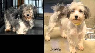 National Mill Dog Rescue - Before & After Photos