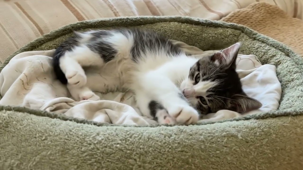 Enlarge Remie & family, a ADOPTABLE Domestic Short Hair in Fairfield, IA video 3/4