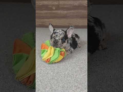Video 3