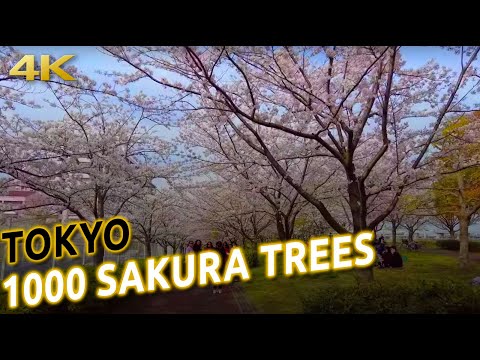 1000 SAKURA TREES PARK in TOKYO Japan [4K 60p ASMR binaural 3D audio]