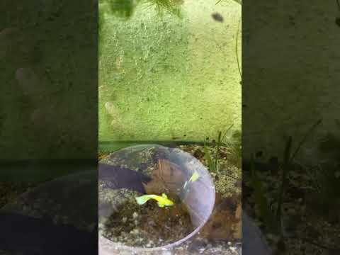 Guppy de línea golden que saldrá 🤔