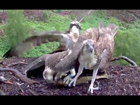 Breakfast arrives on the Loch Arkaig Osprey nest, but Captain's late and Vera gets it 22 Aug 2020