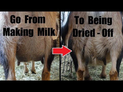 How to Properly Dry Off a Dairy Goat that is in Milk | It's So Easy!