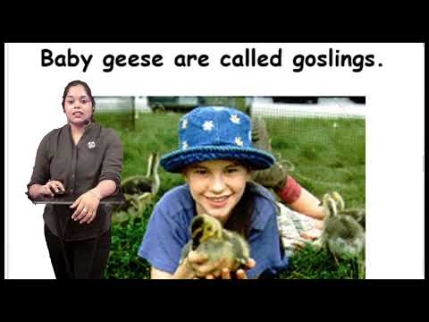 Cambridge Curriculum Grade 1 - Science - part 3- Animal babies
