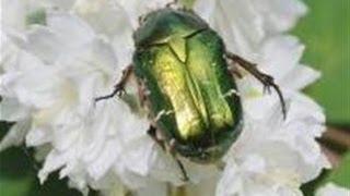 How To Get Rid Of Flower Beetles