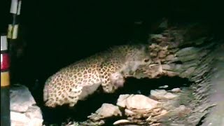 preview picture of video 'Leopard running on Dehradun roads'