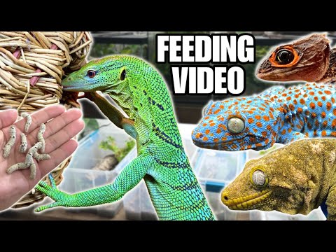 FEEDING MY PET REPTILES 50 SILKWORMS! SKINKS, GECKOS, TURTLES AND MORE! SILKWORM FEEDING VIDEO