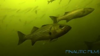 Winter Stripers 2016