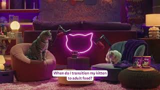 Whiskas — How & when do I transition my kitten to adults food? | WHISKAS\u00ae Purrcast