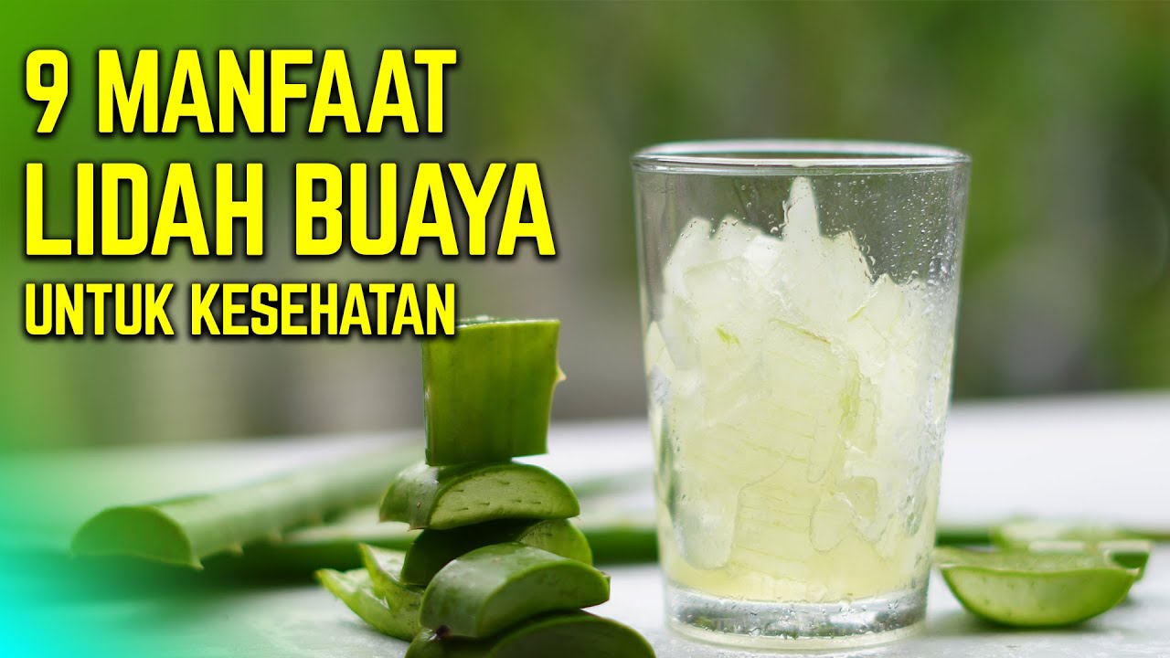 INILAH MANFAAT LIDAH BUAYA UNTUK KESEHATAN -Tips Sehat