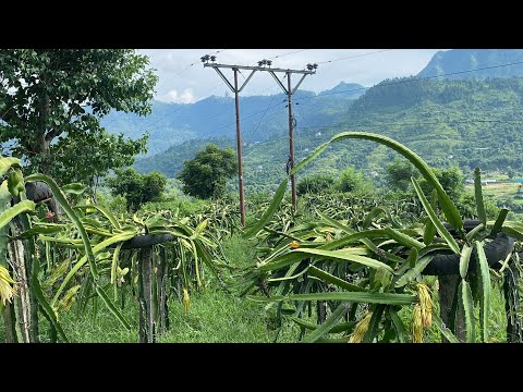 Dragon Fruit From Dumre Nahla