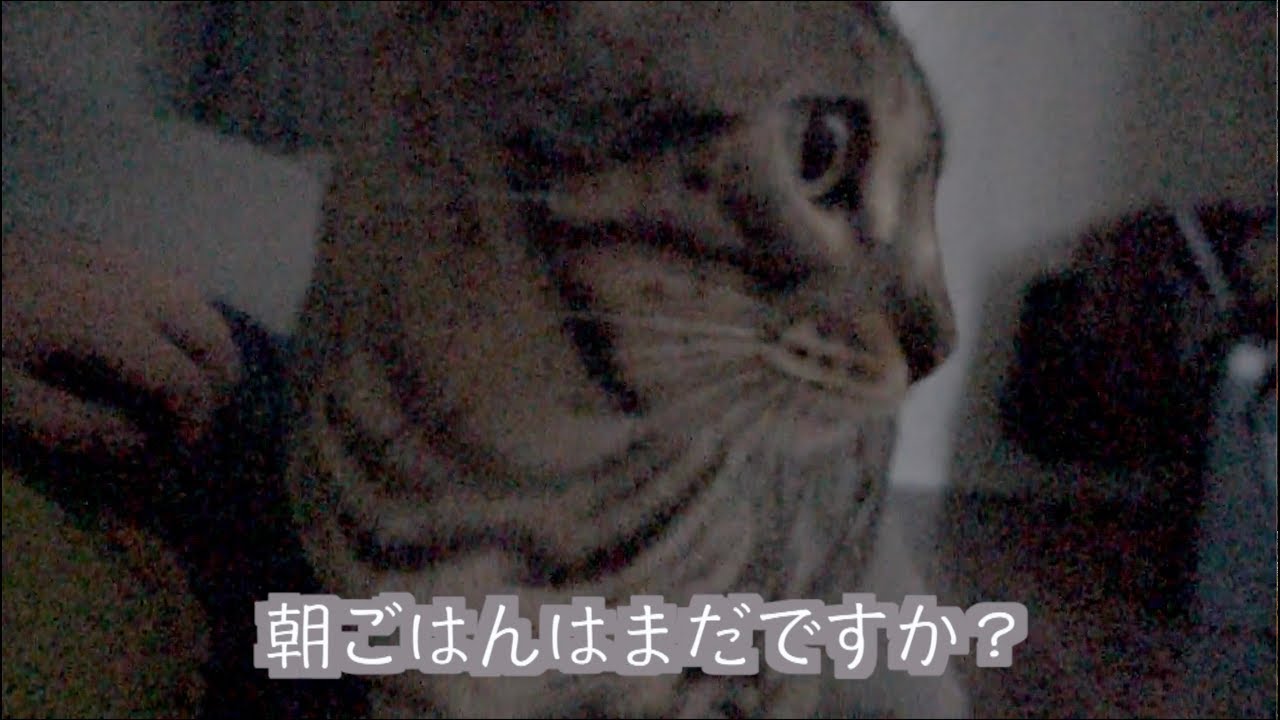 ルトの朝の起こし方がエゲツない件。。。