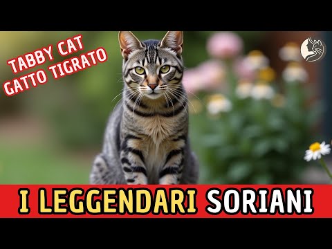 I Leggendari Gatti Soriani: 6 Fatti Curiosi che (forse) Non Conosci 🐱✨