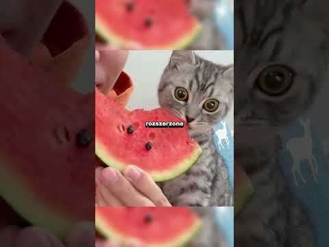 🔴 NIGDY nie rób TEGO, gdy kot ma TAKIE oczy! 🙀
