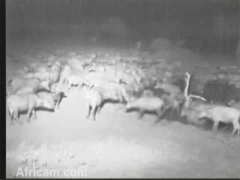 Large Cape Buffalo Herd