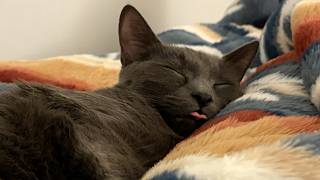 Adorable Sleeping Kittens One Year Compilation #pawsome #cats