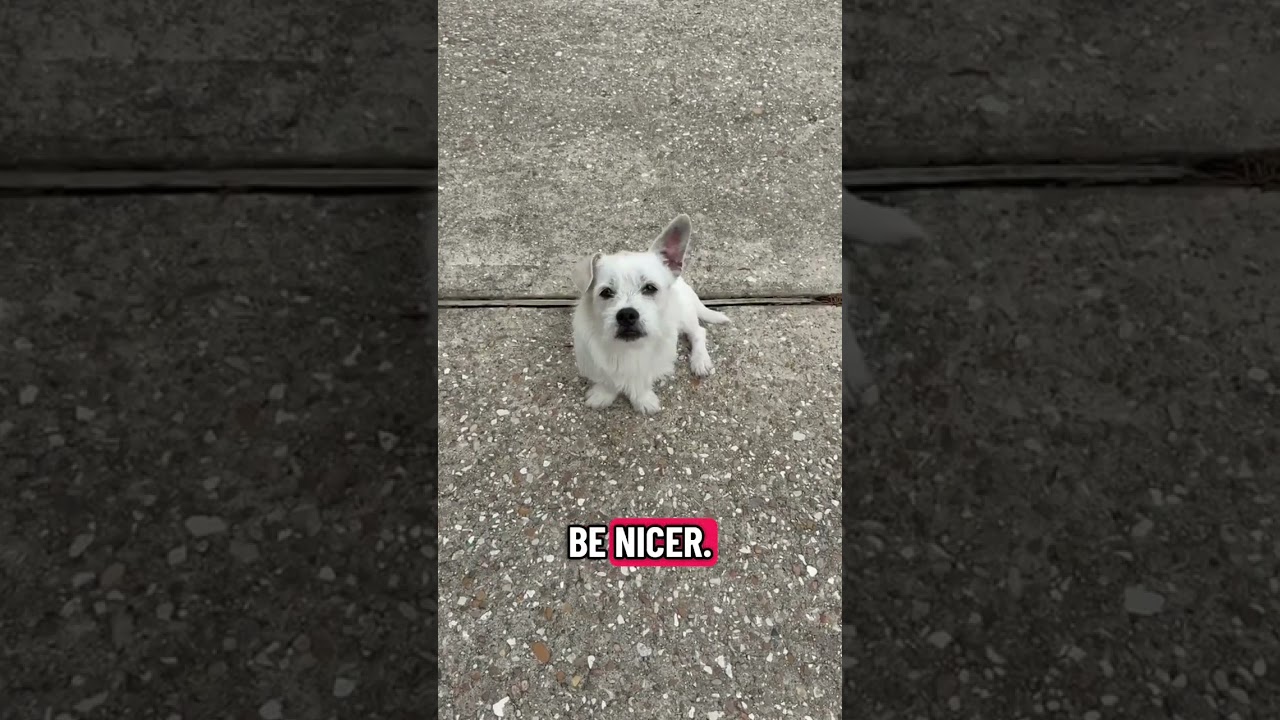 Calvin, a ADOPTABLE mixed breed in Kingwood, TX video 6/6