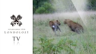 preview picture of video 'Incredible Female Leopard Fight - Londolozi TV'