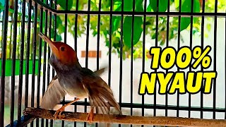 Download lagu MEWAHHH POLLL !!! MASTERAN PANCINGAN SUARA PRENJAK JANTAN FULL VARIASI mp3 Download lagu MEWAHHH POLLL !!! MASTERAN PANCINGAN SUARA PRENJAK JANTAN FULL VARIASI mp3