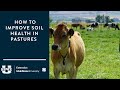 How to Improve Soil Health in Pastures