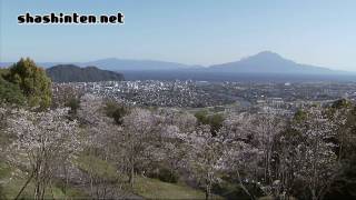 preview picture of video '桜島とさくら / 鹿児島県姶良市・高岡公園 / 2010.03.29'