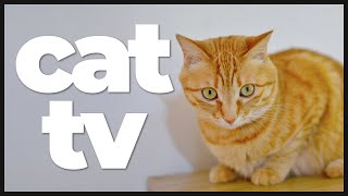 Cat TV: 10 Hours of Underwater Fish Watching & Relaxing Music for Cats 🐟🌊 | Feline Aquarium Fun