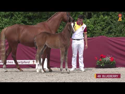 48 BLUEBERRY - SF v. Bohemian - Floriscount - Riedlinger Fohlenauktion 2020