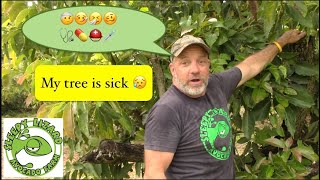How We Rescue Avocado Trees Dying From Laurel Wilt