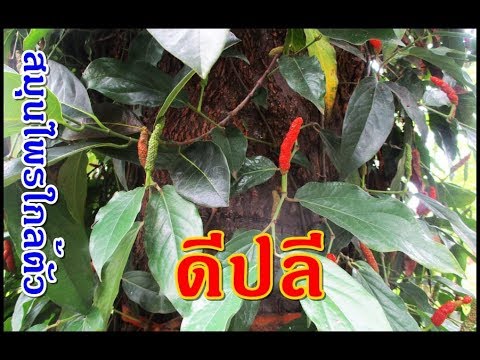 ตับแข็งความอ่อนแอ ความแรง แต่มีความอ่อนแอ