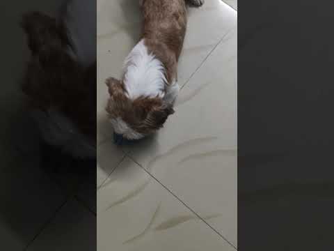 #dogcomedy #funny #pets #dogvideos