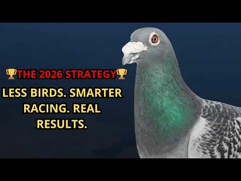 If I Restarted Pigeon Racing in 2026 — This Is EXACTLY How I’d Do It