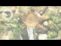 Whiskey Priest - Souvenir