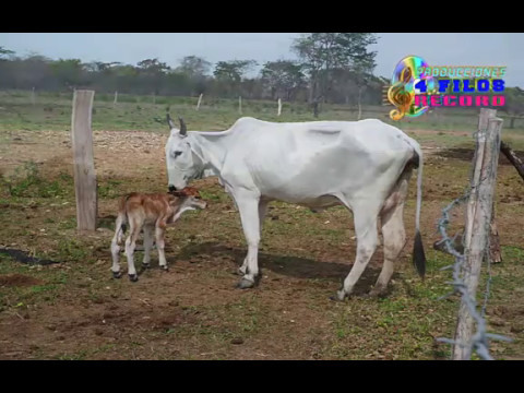 PILAR ANCHETA - VENDI EL CARRO Y LA MUJER