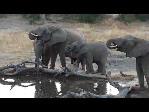 Djuma: Elephant herd of about thirty - 06:32 -  07/22/19