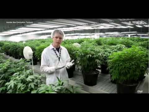 Inside the Tweed Marijuana Factory